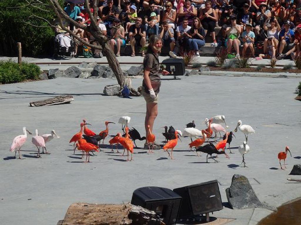 101PARC AUX OISEAUX DANS L AIN 2016 3_000048.jpg